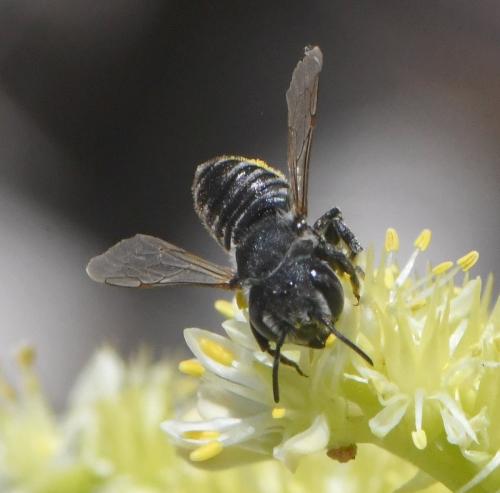 Réf. 262 987 : Megachile sp.